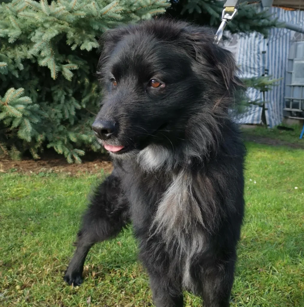 Blacky — Tierschutzhund sucht ein Zuhause