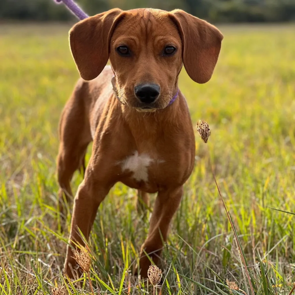 Charlie Brown — Tierschutzhund sucht ein Zuhause