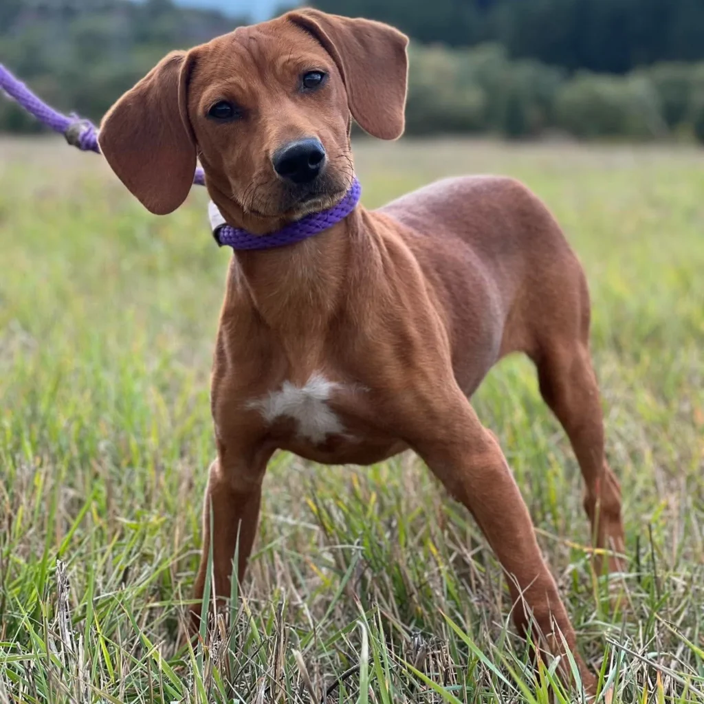 Charlie Brown — Tierschutzhund sucht ein Zuhause