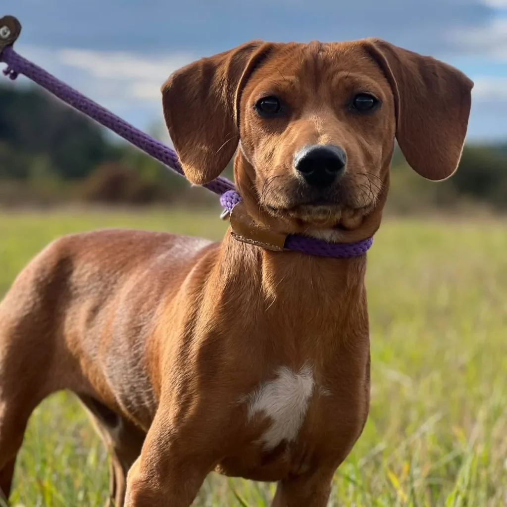 Charlie Brown — Tierschutzhund sucht ein Zuhause