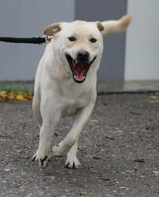 Florentine — Tierschutzhund sucht ein Zuhause