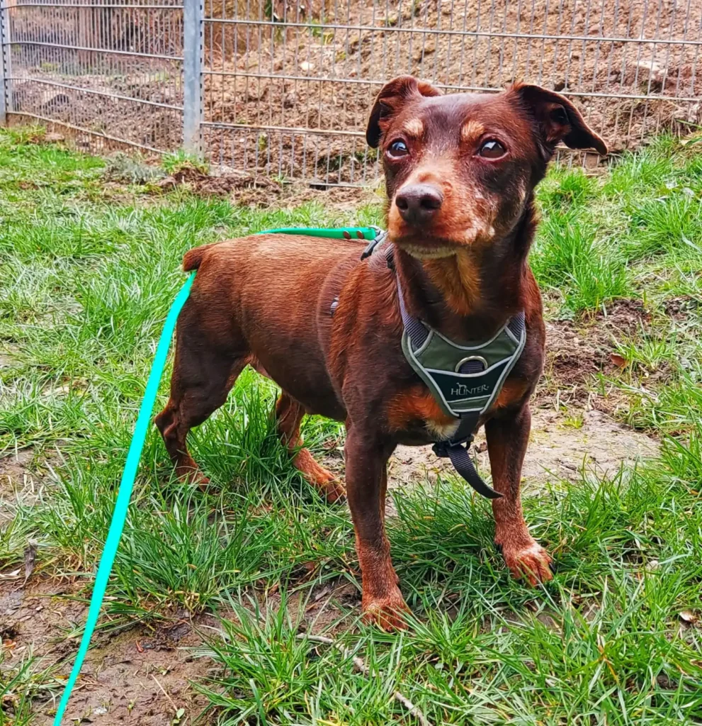 Fofinho — Tierschutzhund sucht ein Zuhause