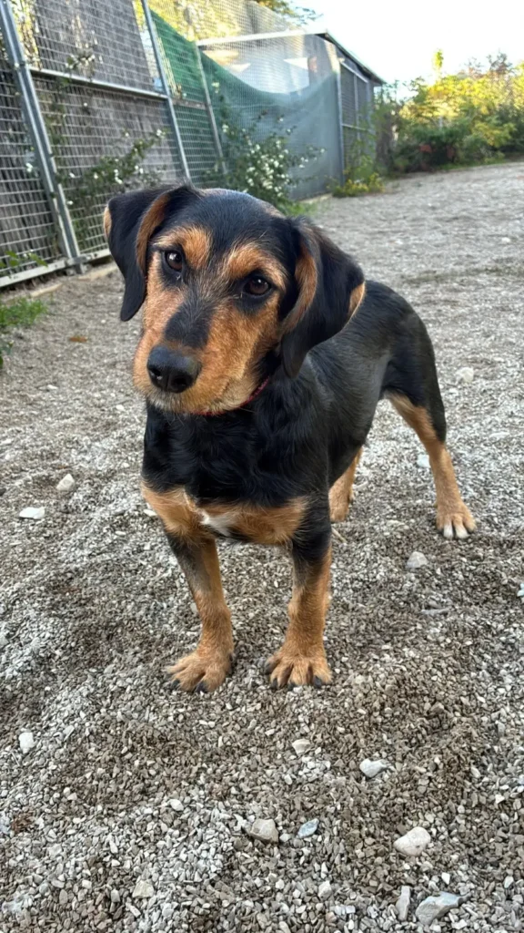 Hailey — Tierschutzhund sucht ein Zuhause