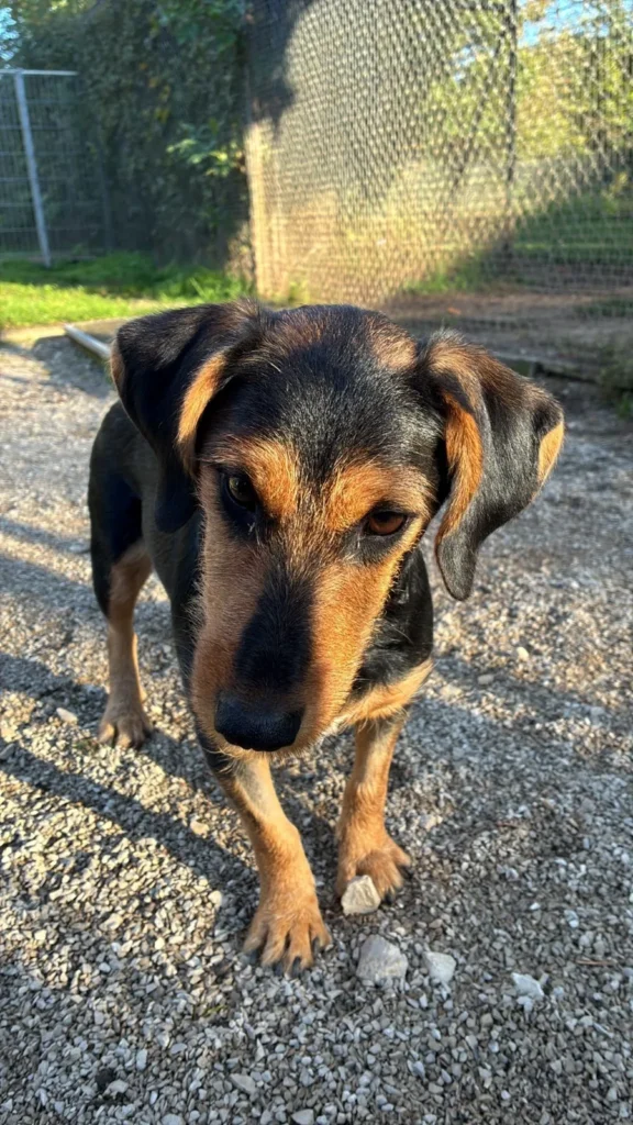 Hailey — Tierschutzhund sucht ein Zuhause