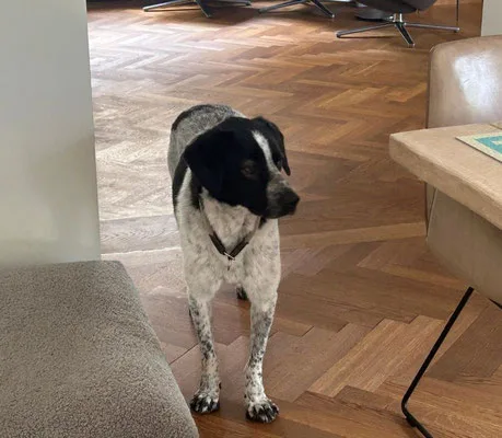 Johann — Tierschutzhund sucht ein Zuhause