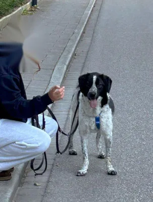 Johann — Tierschutzhund sucht ein Zuhause