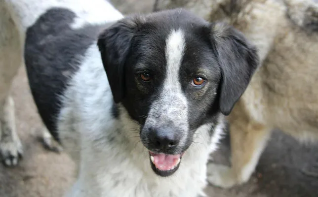 Johann — Tierschutzhund sucht ein Zuhause