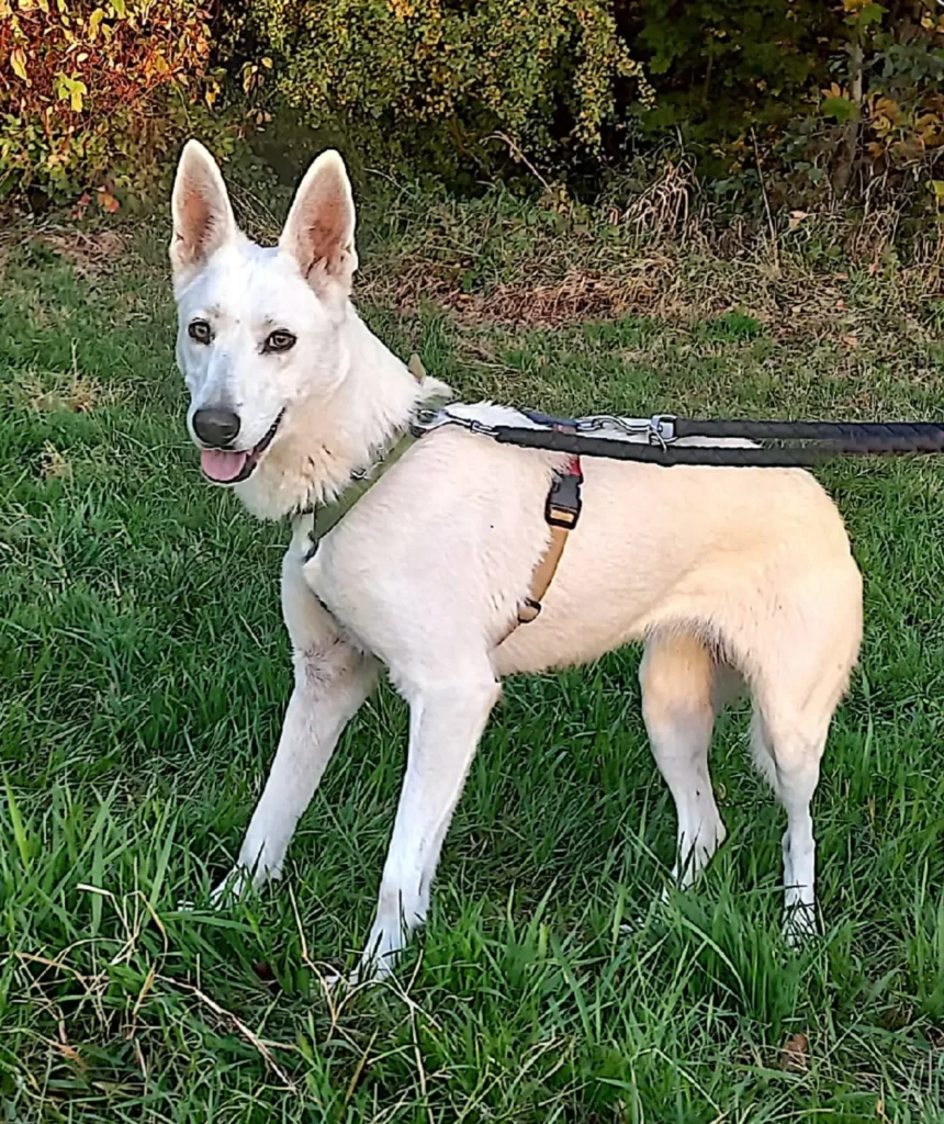 Judy — Tierschutzhund sucht ein Zuhause