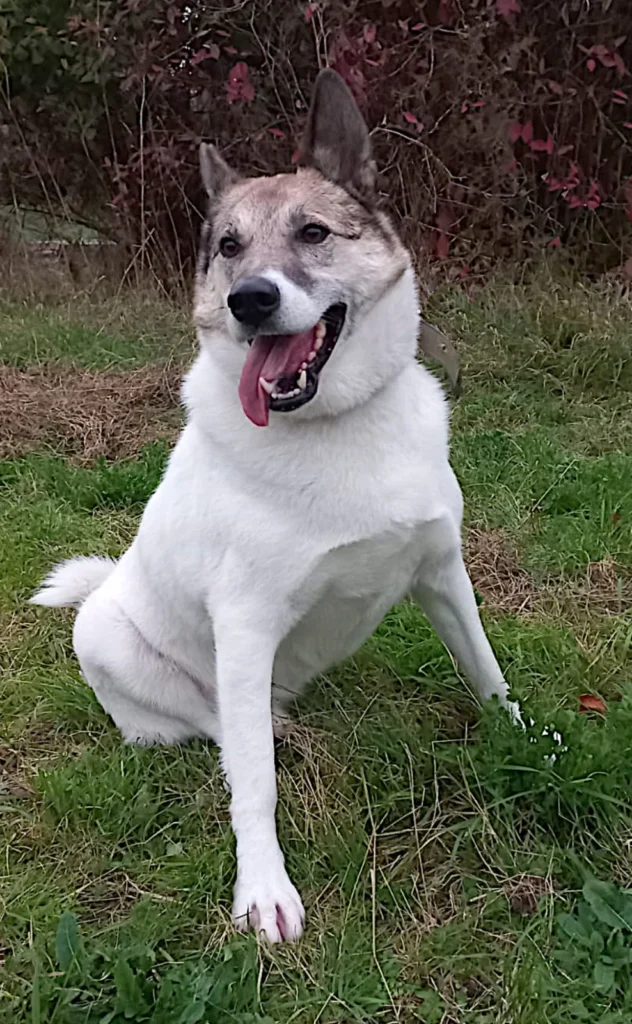 Kai — Tierschutzhund sucht ein Zuhause