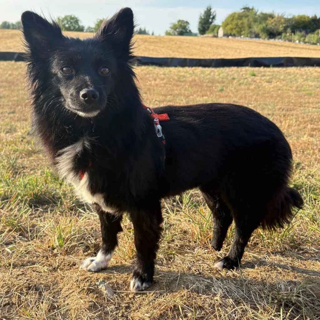 Kathy — Tierschutzhund sucht ein Zuhause