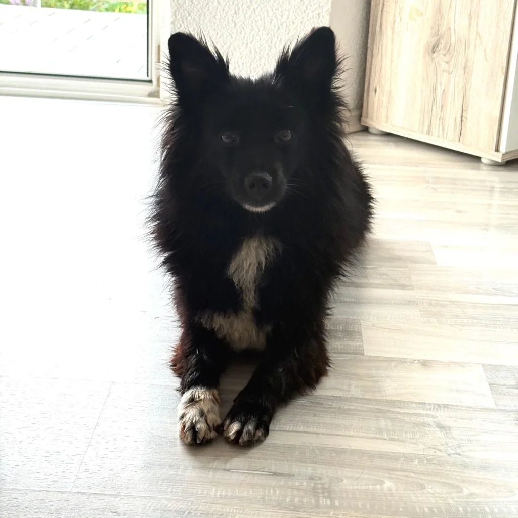Kathy — Tierschutzhund sucht ein Zuhause