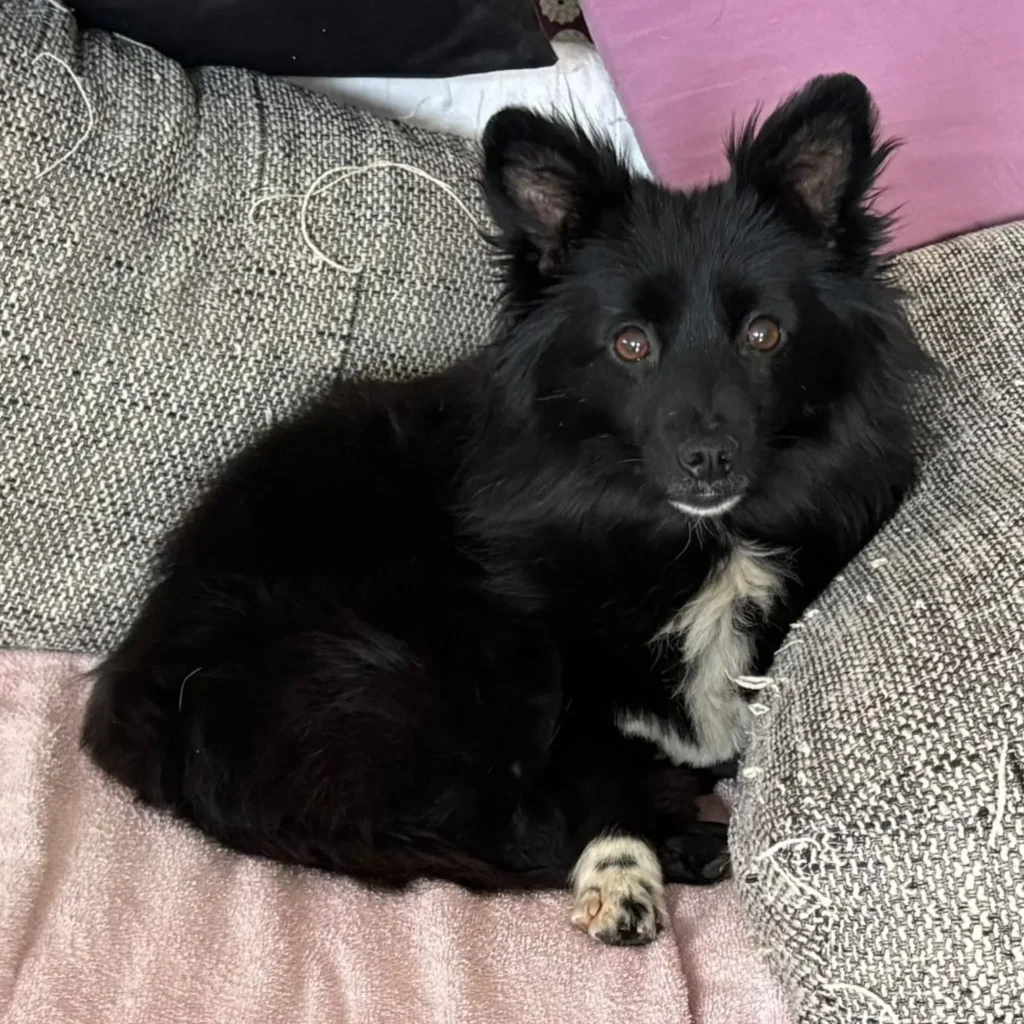 Kathy — Tierschutzhund sucht ein Zuhause