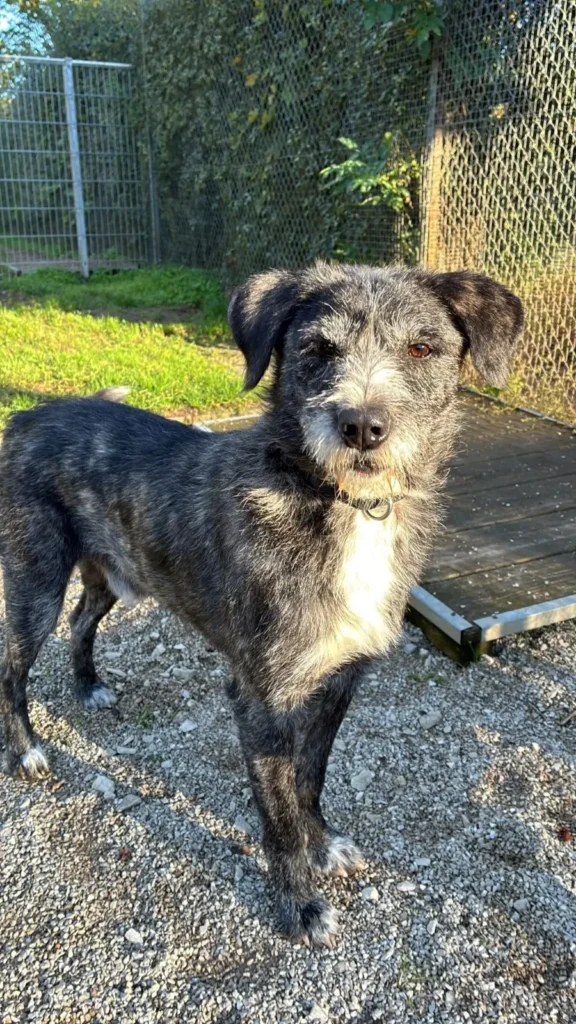 Klausi — Tierschutzhund sucht ein Zuhause