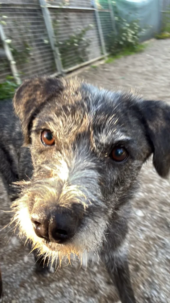 Klausi — Tierschutzhund sucht ein Zuhause