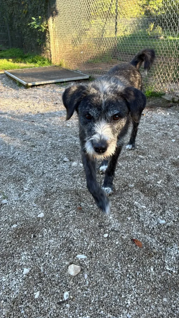 Klausi — Tierschutzhund sucht ein Zuhause