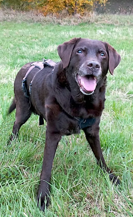 Larissa — Tierschutzhund sucht ein Zuhause