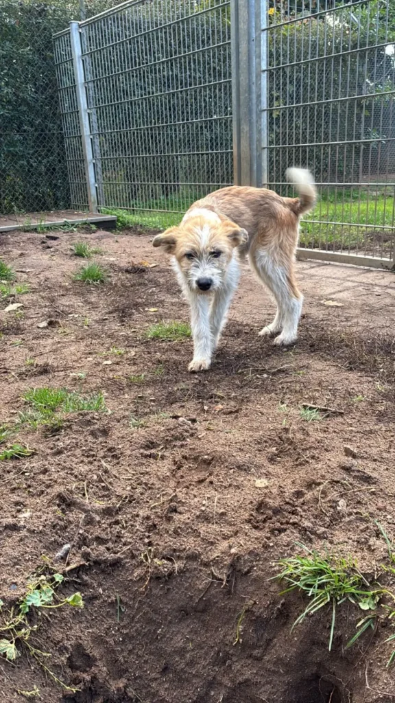 Lenia — Tierschutzhund sucht ein Zuhause