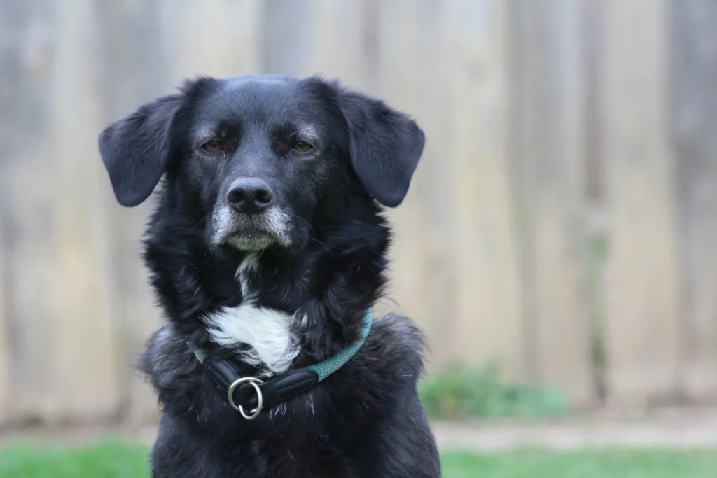 Lia — Tierschutzhund sucht ein Zuhause