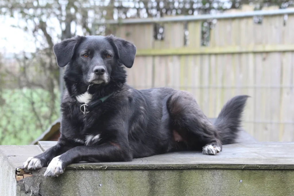 Lia — Tierschutzhund sucht ein Zuhause