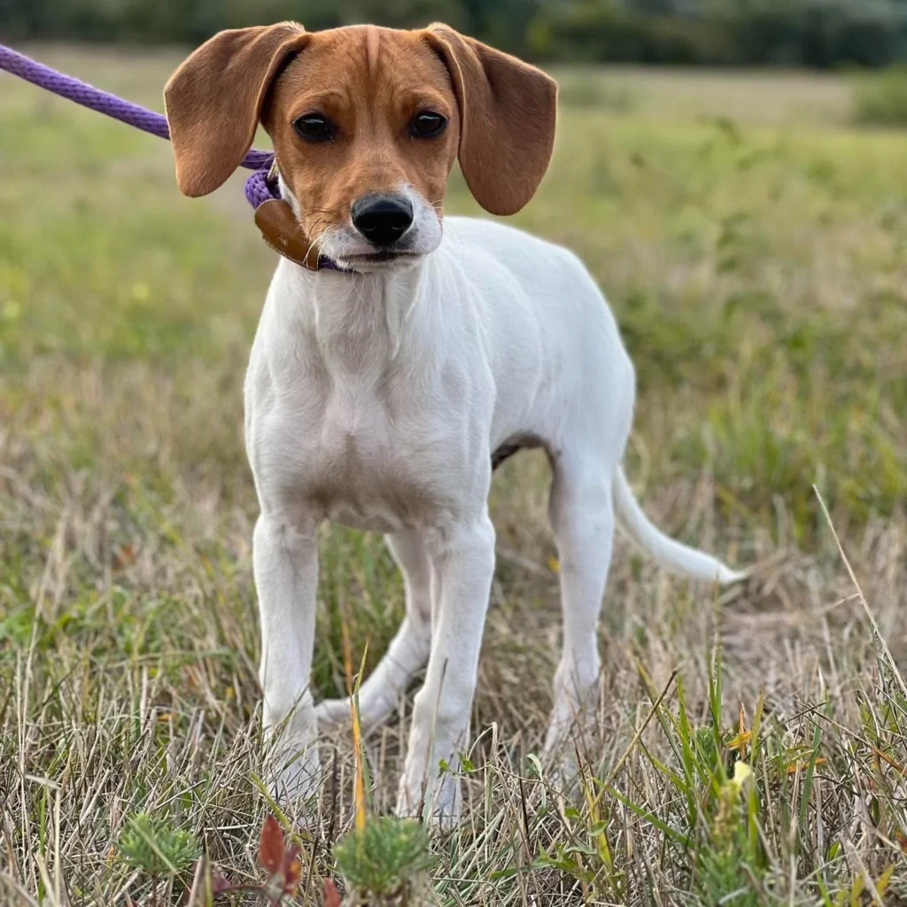 Linus — Tierschutzhund sucht ein Zuhause