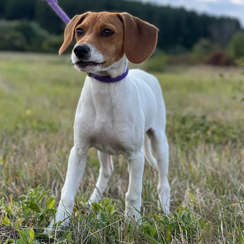 Linus — Tierschutzhund sucht ein Zuhause