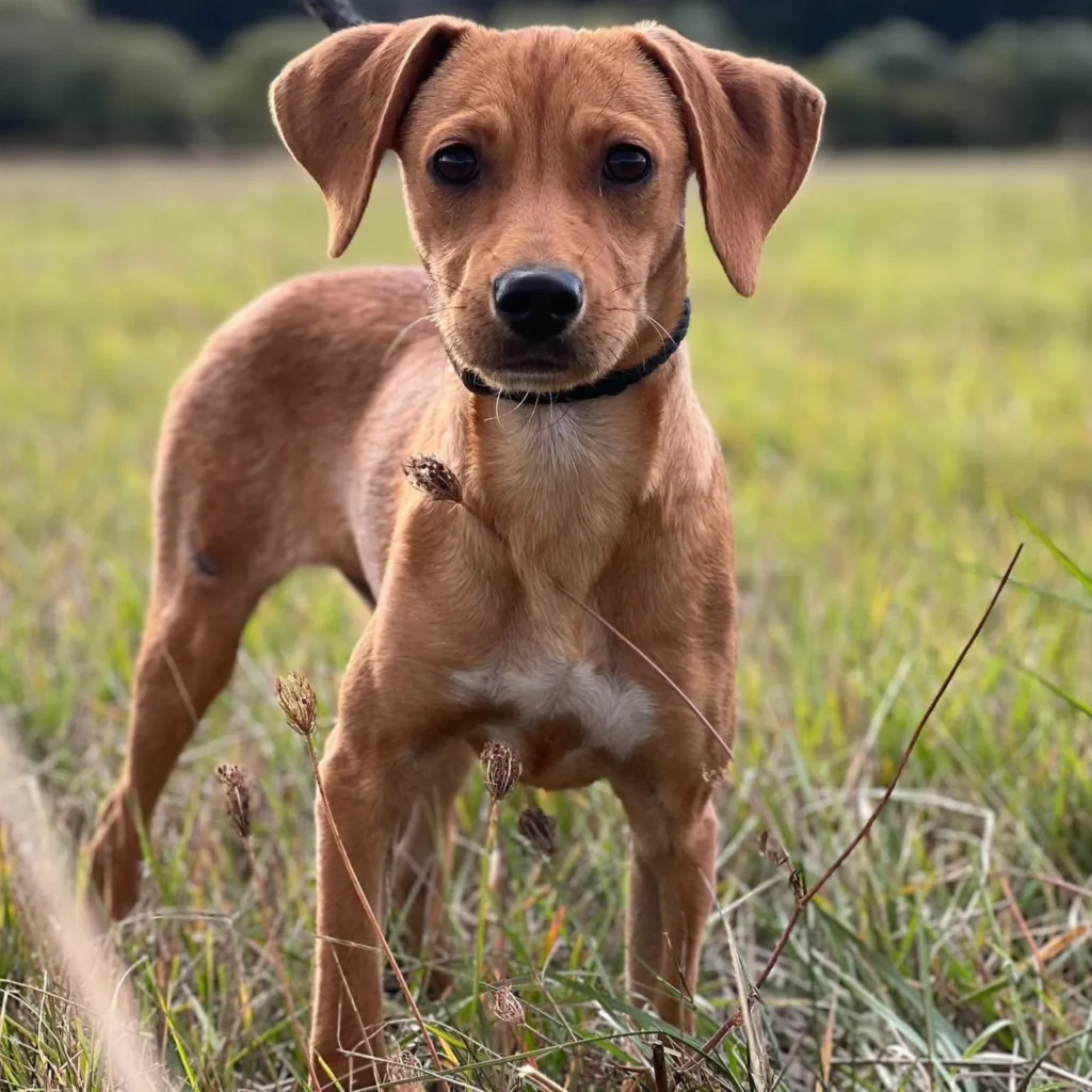 Lucy — Tierschutzhund sucht ein Zuhause