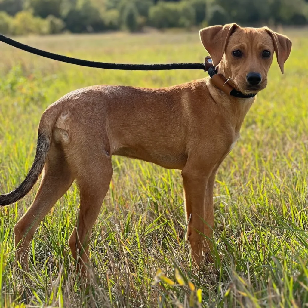Lucy — Tierschutzhund sucht ein Zuhause