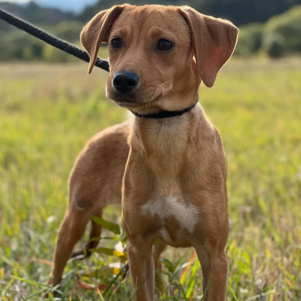Lucy — Tierschutzhund sucht ein Zuhause