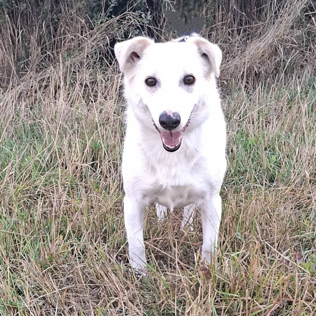 Marona — Tierschutzhund sucht ein Zuhause