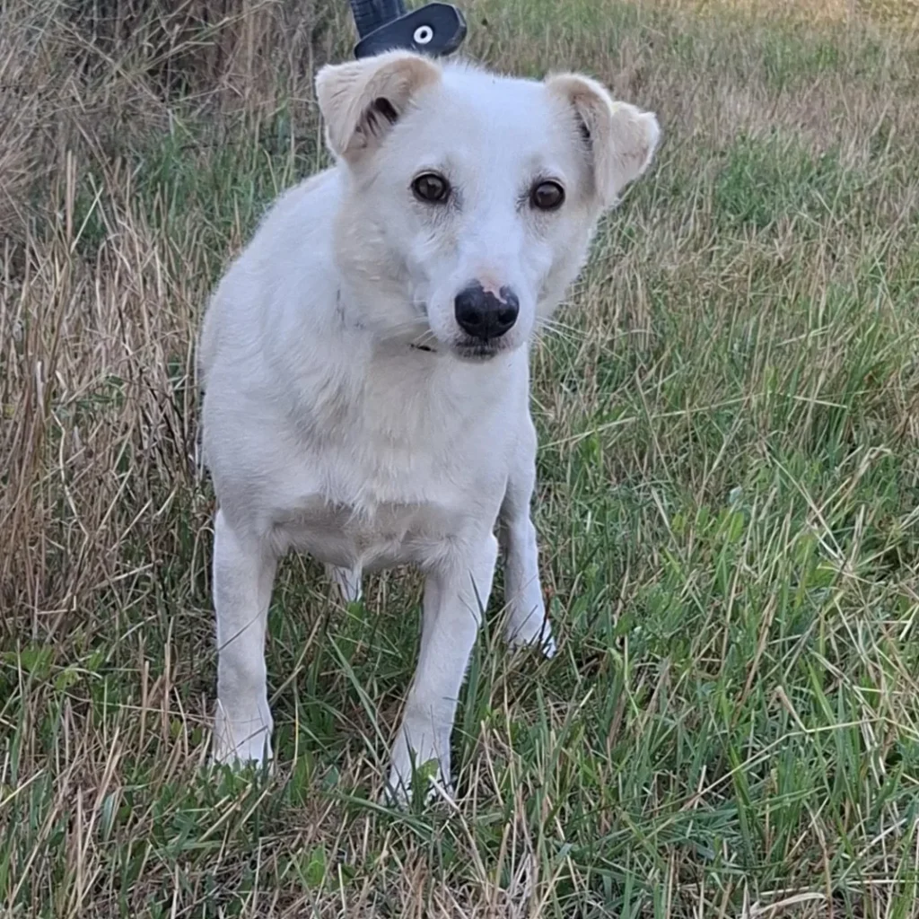 Marona — Tierschutzhund sucht ein Zuhause