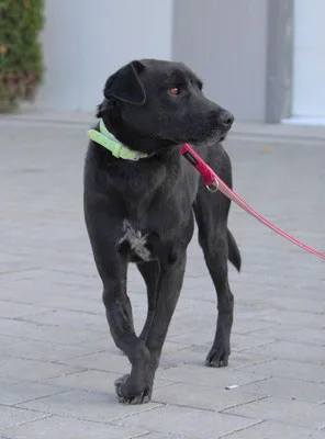 Melcherson — Tierschutzhund sucht ein Zuhause