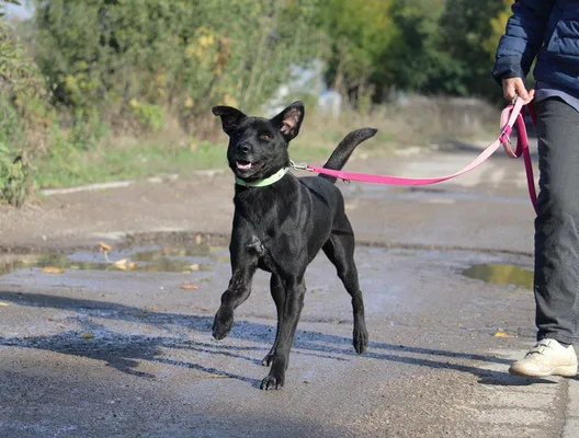 Melcherson — Tierschutzhund sucht ein Zuhause
