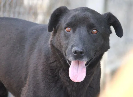 Melcherson — Tierschutzhund sucht ein Zuhause
