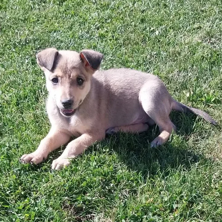 Mickey Maus — Tierschutzhund sucht ein Zuhause