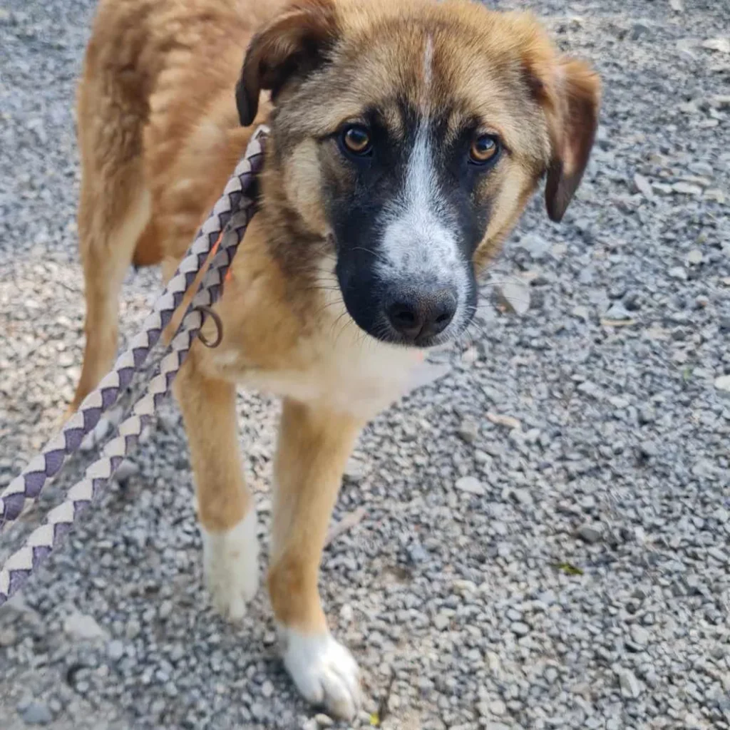 Nancy — Tierschutzhund sucht ein Zuhause