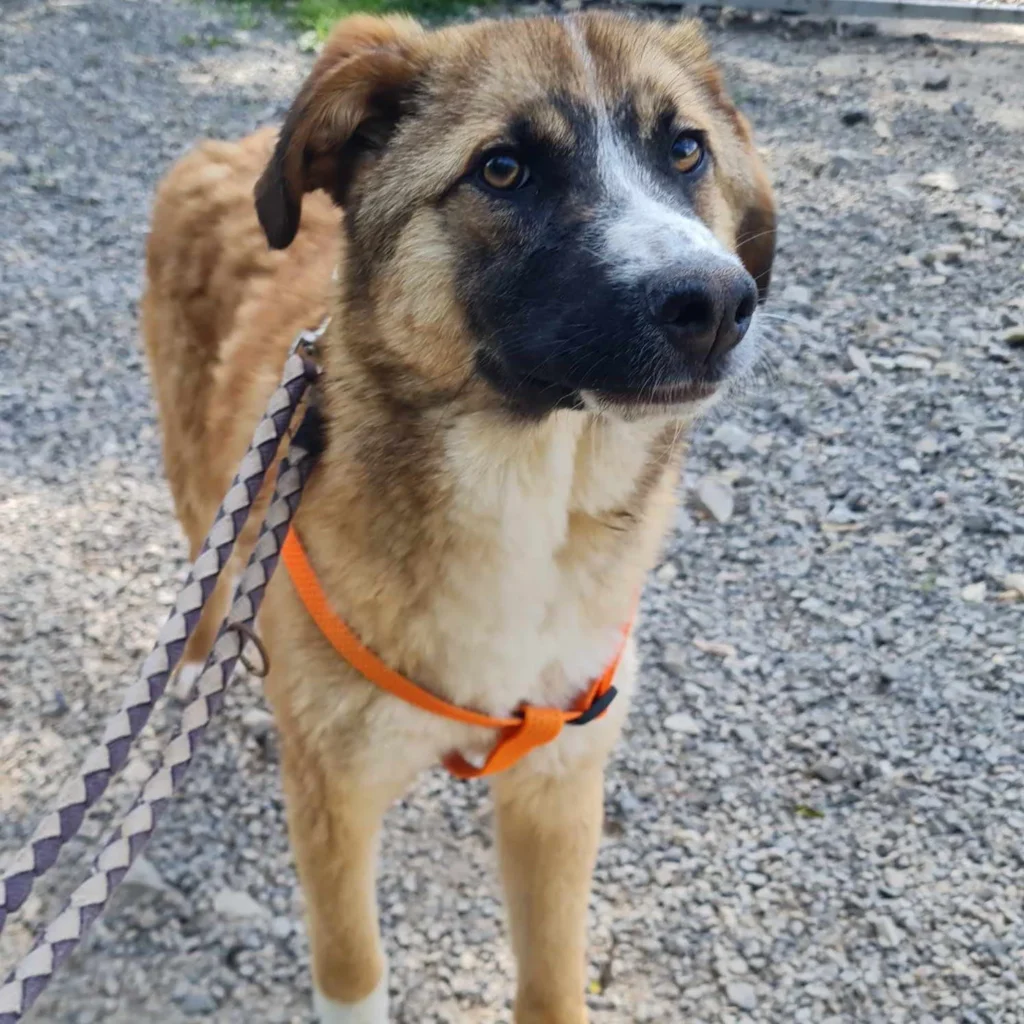 Nancy — Tierschutzhund sucht ein Zuhause