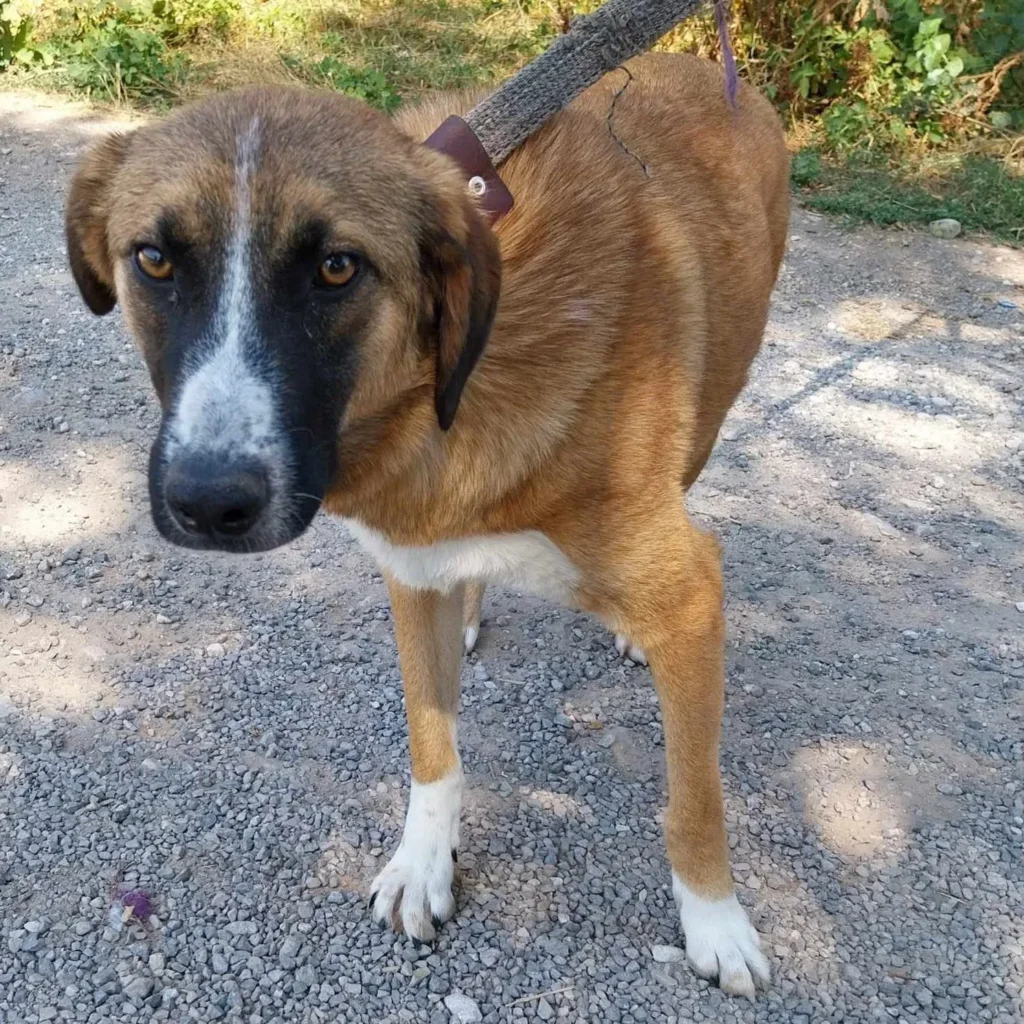 Nancy — Tierschutzhund sucht ein Zuhause