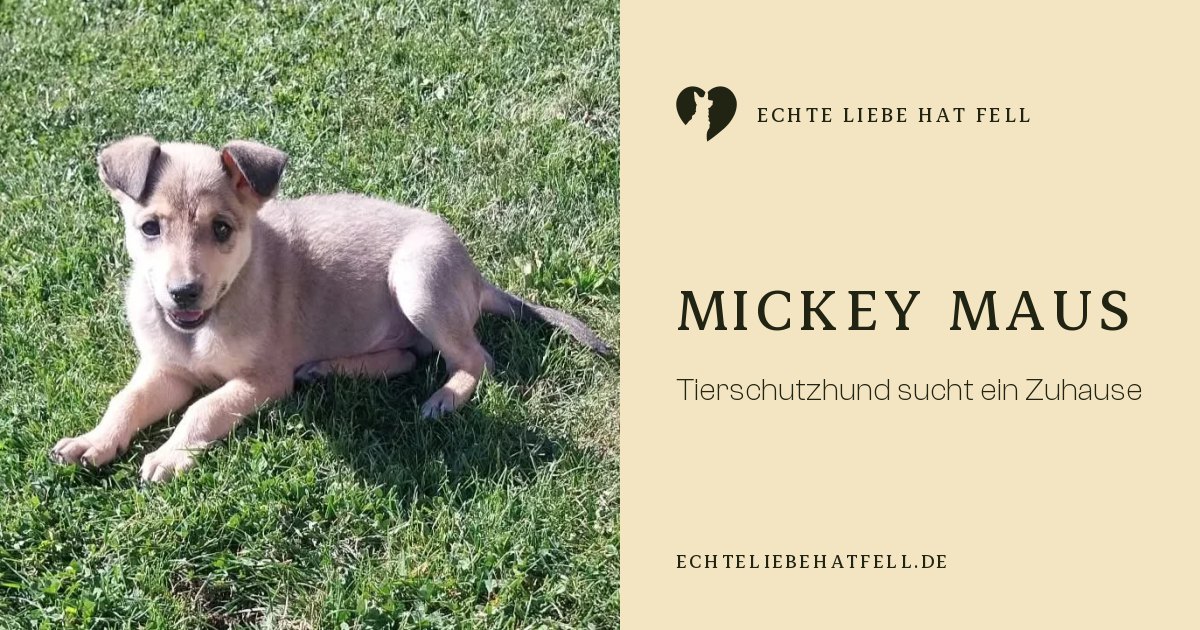Mickey Maus – Echte Liebe hat Fell