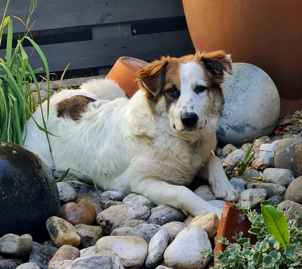 Oli — Tierschutzhund sucht ein Zuhause