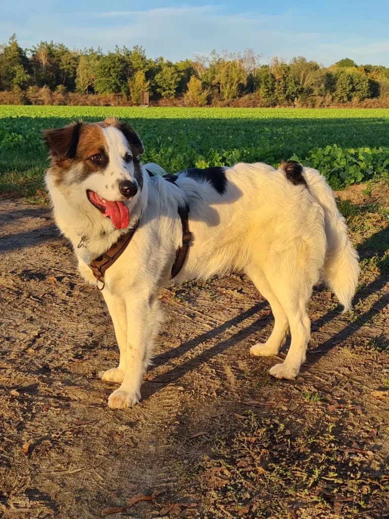 Oli — Tierschutzhund sucht ein Zuhause