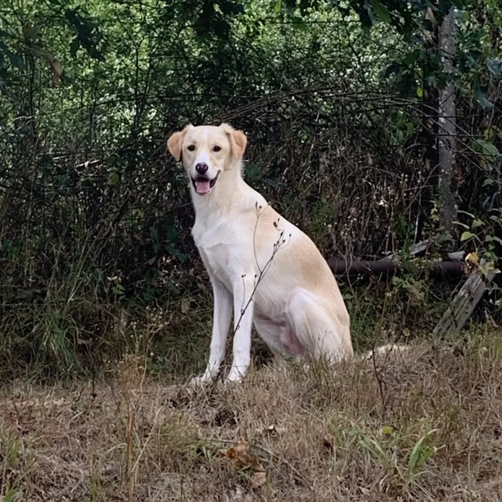 Paco — Tierschutzhund sucht ein Zuhause