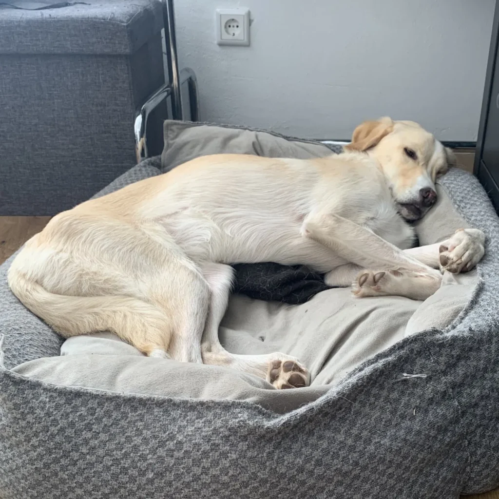 Paco — Tierschutzhund sucht ein Zuhause