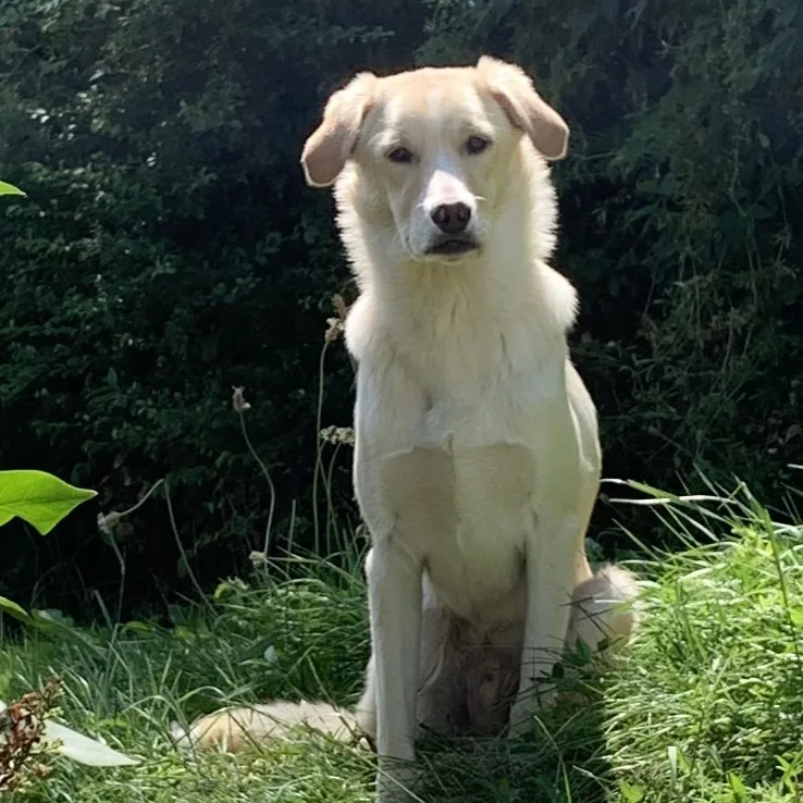 Paco — Tierschutzhund sucht ein Zuhause