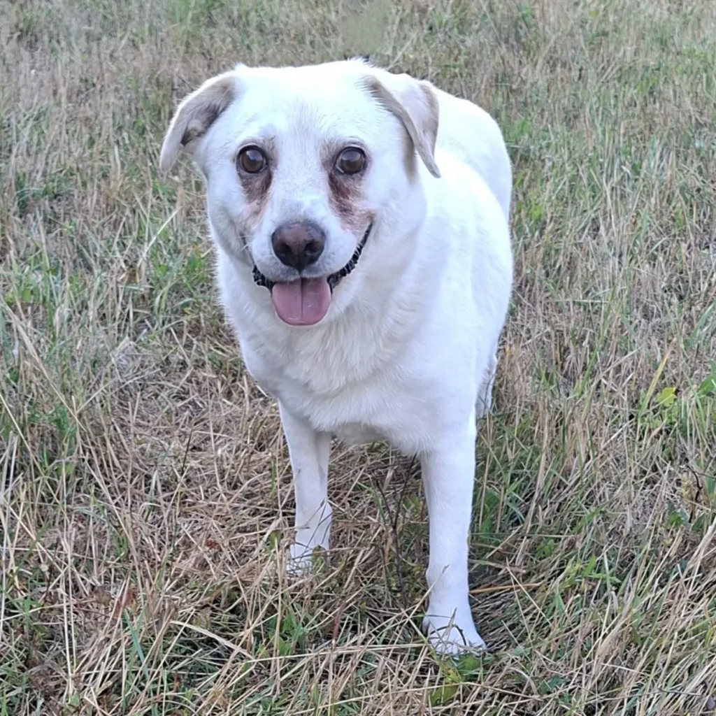 Reggie — Tierschutzhund sucht ein Zuhause