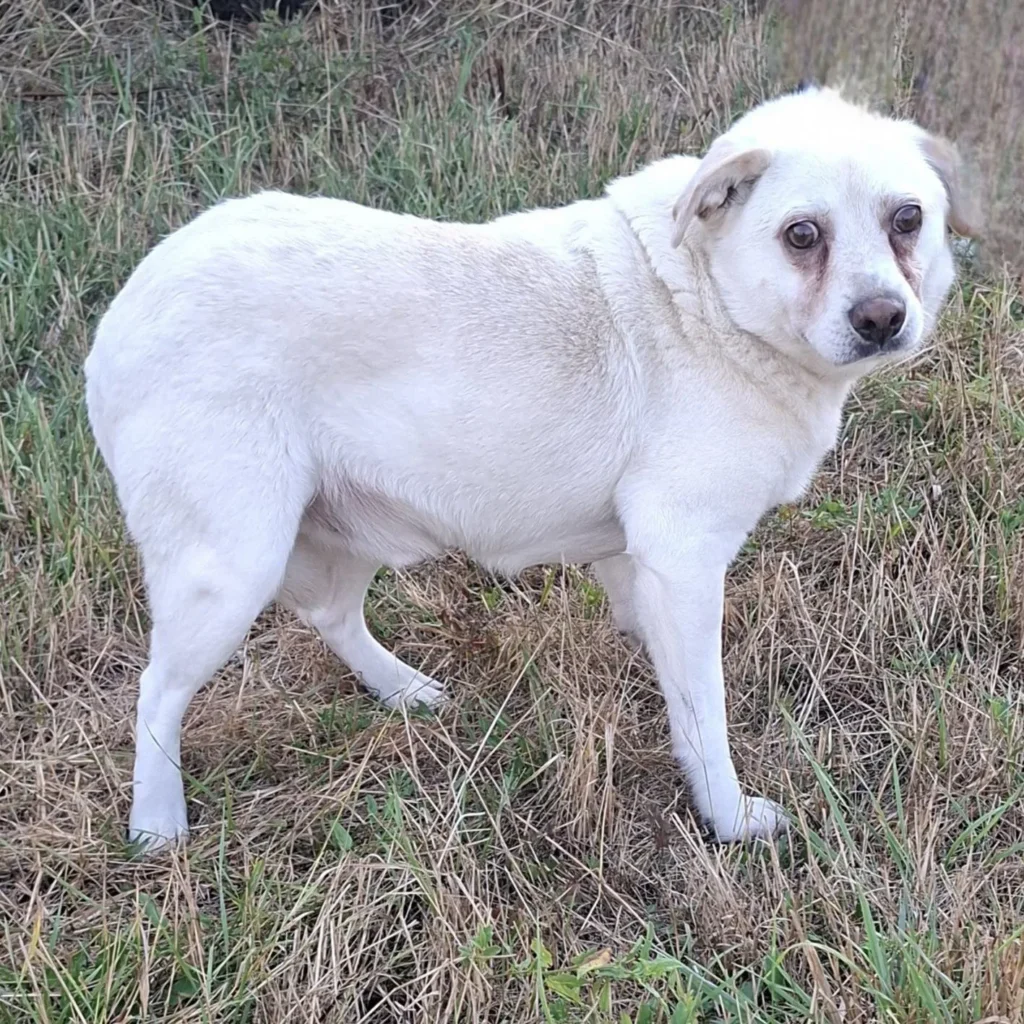 Reggie — Tierschutzhund sucht ein Zuhause