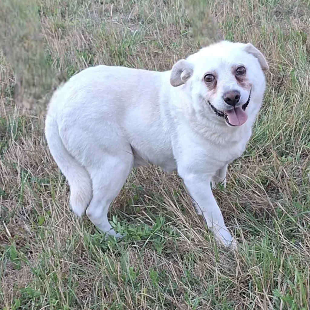 Reggie — Tierschutzhund sucht ein Zuhause