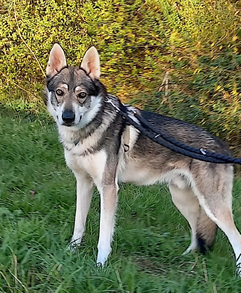 Rokky — Tierschutzhund sucht ein Zuhause