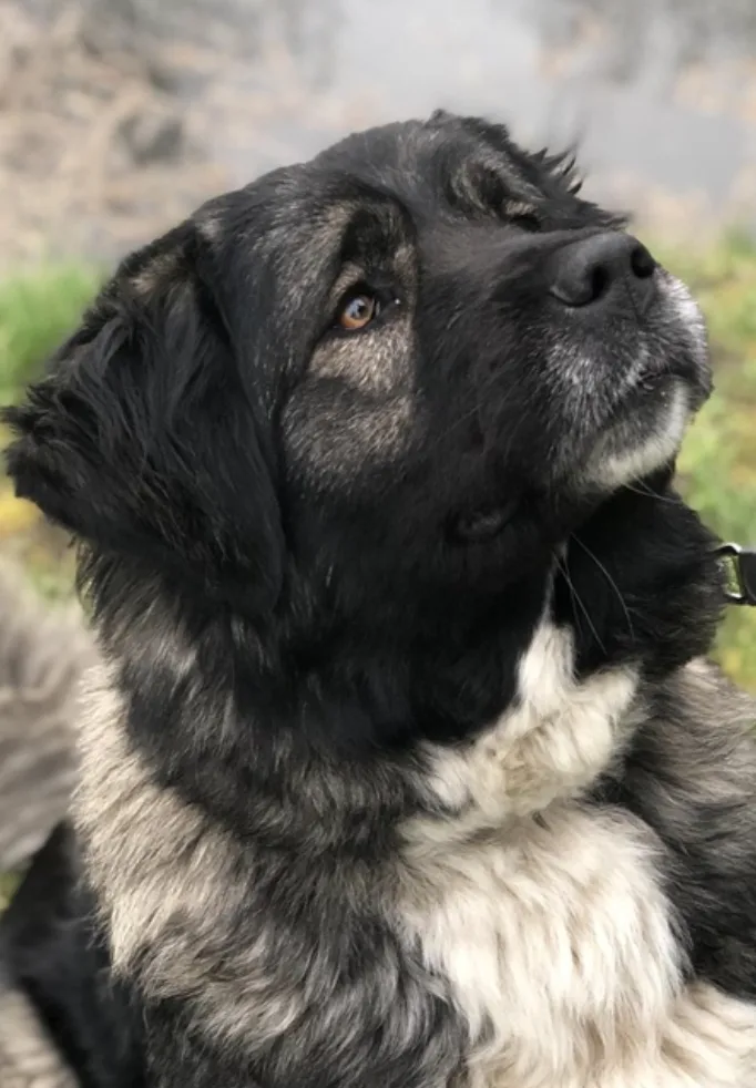 Ronja — Tierschutzhund sucht ein Zuhause