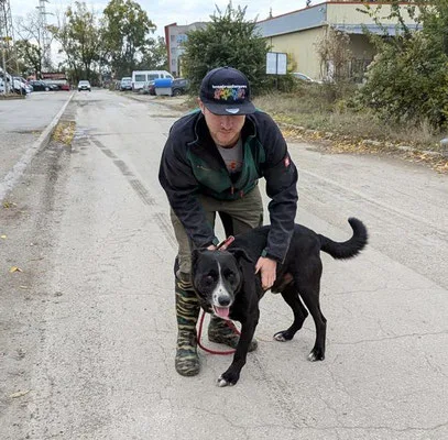 Samurai — Tierschutzhund sucht ein Zuhause