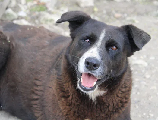 Samurai — Tierschutzhund sucht ein Zuhause
